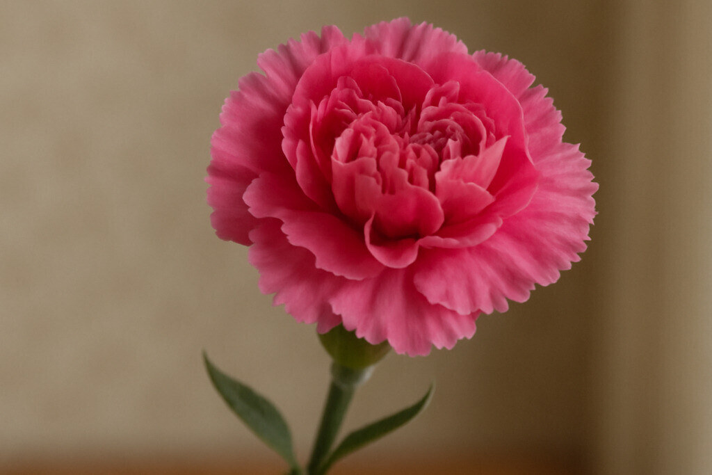 Carnation