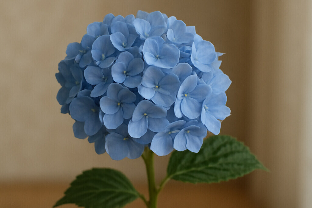 Hydrangea