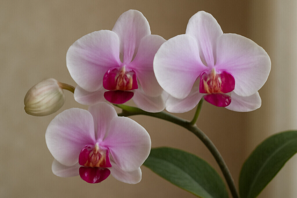 Orchid