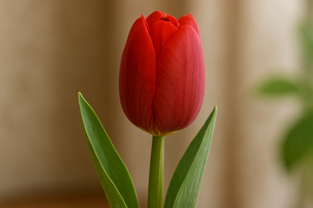 Tulip